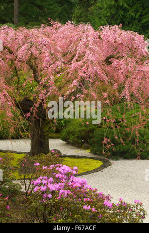 L'appartamento giardino, Portland Giardino Giapponese, Washington Park, Portland, Oregon Foto Stock
