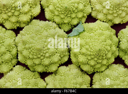 Romanesco cavolfiori pattern Foto Stock