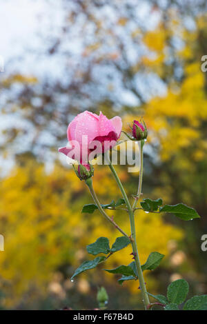 Rosa "Aphrodite". Hybrid rosa tea ricoperto di gocce di pioggia in autunno Foto Stock