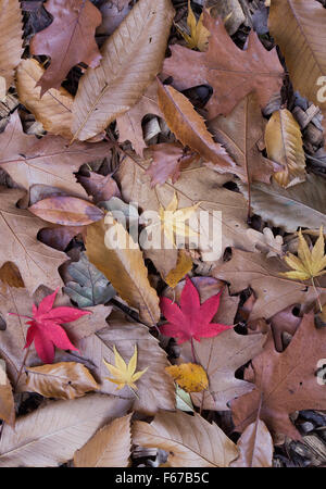 Castanea sativa. Caduto il dolce di castagno, quercia, e acer le foglie in autunno. Regno Unito Foto Stock