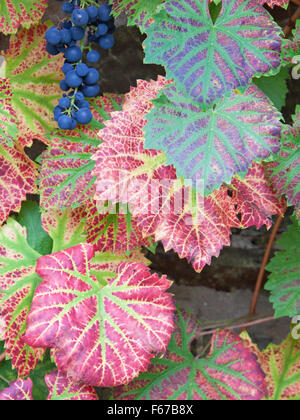 Uva sulla vite alla fine della stagione di crescita in autunno Foto Stock