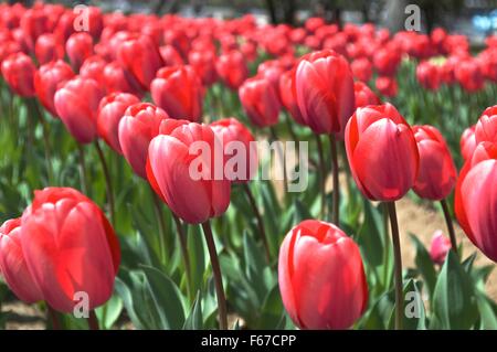 Tulip garden in Giappone fiore rosso Foto Stock