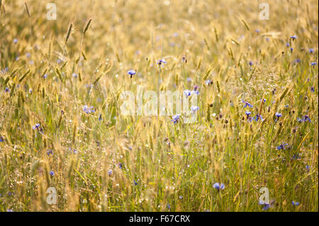 Prato umido dopo la pioggia le gocce di pioggia che brilla nel sole sul verde e fresco piante di cereali, erba e cornflowers in campo... Foto Stock