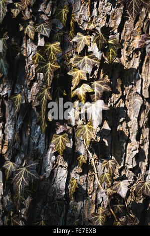 Foglie d'edera grunge, tono dark sbiadito vecchio fogliame sulla corteccia di albero dopo l' inverno , lascia nella soleggiata inizio giornata di primavera, natura closeup... Foto Stock