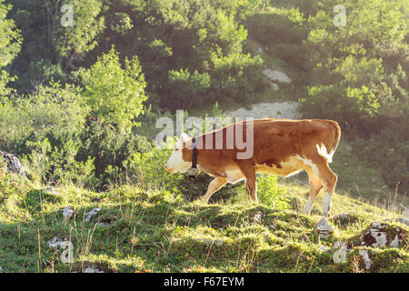 Il bianco e il rosso vitello di razza Hereford il pascolo di bestiame sul pendio soleggiato delle Alpi. Tonico e foto filtrata con una calda estate lighti Foto Stock