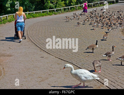 Le donne camminano davanti un branco di oche del Canada Branta canadensis a Rufford Country Park vicino a Ollerton nel NOTTINGHAMSHIRE REGNO UNITO Inghilterra Foto Stock