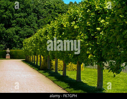 Viale di alberi in giardino a Rufford abbazia vicino a Ollerton nel NOTTINGHAMSHIRE REGNO UNITO Inghilterra nella motivazione di Rufford Country Park Foto Stock