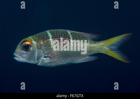 Humpnose big-eye orate (Monotaxis grandoculis) nuotare nel mare di Bali, Indonesia Foto Stock