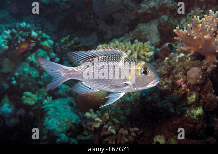 Humpnose big-eye breme, Monotaxis grandoculis, sulla barriera corallina in Mar Rosso a Marsa Alam, Egitto Foto Stock