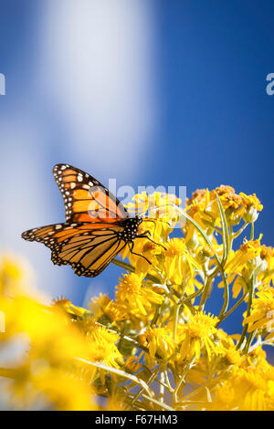 Una farfalla monarca feed sul golden milkweed nel santuario del monarca orientale di Michoacan, Messico. Foto Stock