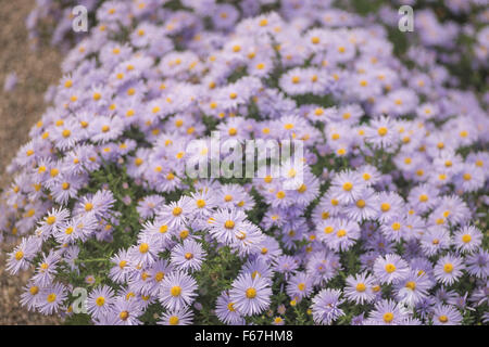 Un sacco di viola autunno aster fiori in piena fioritura Foto Stock