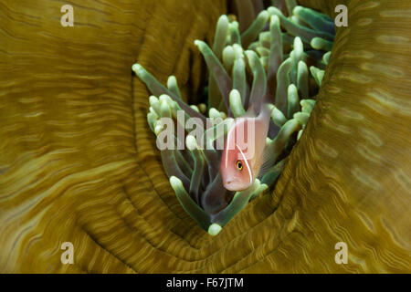 Rosa, Anemonefish Amphiprion perideraion, Parco Nazionale di Komodo, Indonesia Foto Stock