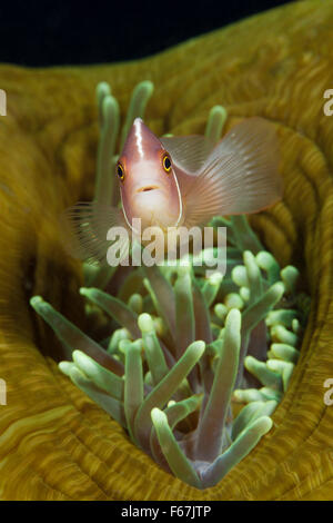 Rosa, Anemonefish Amphiprion perideraion, Parco Nazionale di Komodo, Indonesia Foto Stock