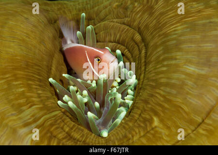 Rosa, Anemonefish Amphiprion perideraion, Parco Nazionale di Komodo, Indonesia Foto Stock