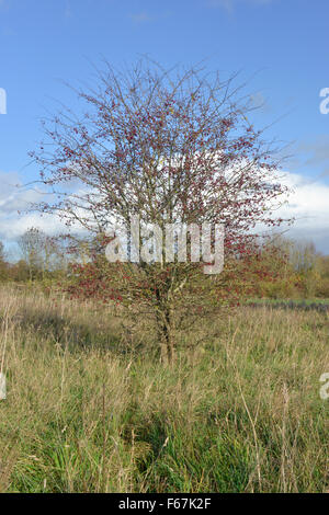 Biancospino - Crataegus monogyna Rosaceae Foto Stock