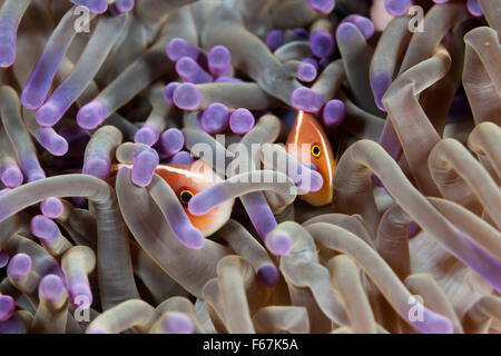 Pink Anemonefish nascondendo anemone marittimo, Amphiprion perideraion, Parco Nazionale di Komodo, Indonesia Foto Stock