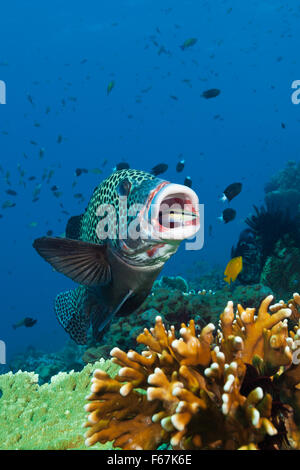 Arlecchino Sweetlips puliti da Wrasse, Plectorhinchus chaetodonoides, Parco Nazionale di Komodo, Indonesia Foto Stock