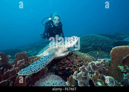 Tartaruga Verde e Scuba Diver, Chelonia Mydas, Parco Nazionale di Komodo, Indonesia Foto Stock