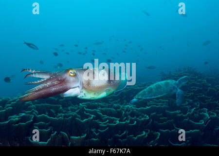 Broadclub Le Seppie Sepia latimanus, Parco Nazionale di Komodo, Indonesia Foto Stock