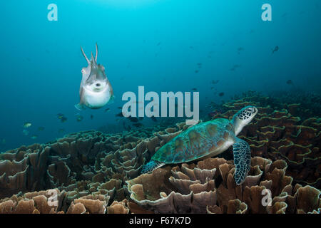 Broadclub seppie e Tartaruga Verde, latimanus seppia, Parco Nazionale di Komodo, Indonesia Foto Stock