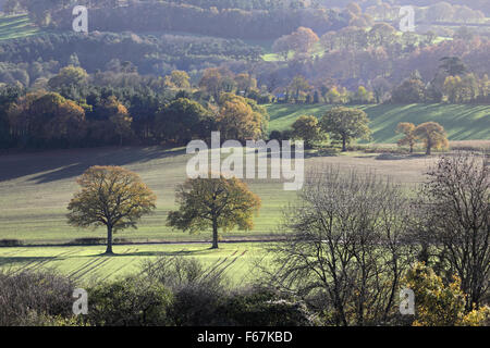 Newlands Corner, Surrey, Inghilterra, Regno Unito. Il 13 novembre 2015. La vista dal Newlands Corner è una foto di bellissimi colori autunnali, su un blustery giornata di sole e di docce in Surrey Hills vicino a Dorking. Credito: Julia Gavin UK/Alamy Live News Foto Stock