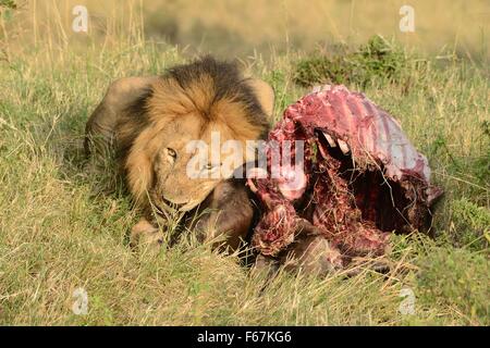 Maschio di leone con la sua preda nella riserva Masai Mara, Kenya. Foto Stock