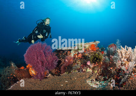 Subacqueo e Coral Reef, Parco Nazionale di Komodo, Indonesia Foto Stock