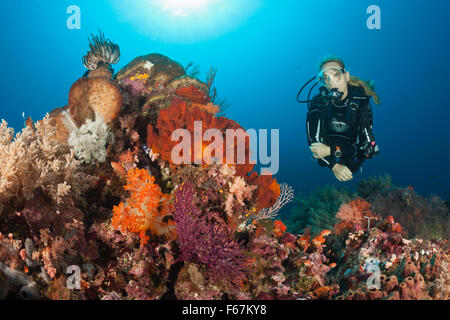 Subacqueo e Coral Reef, Parco Nazionale di Komodo, Indonesia Foto Stock