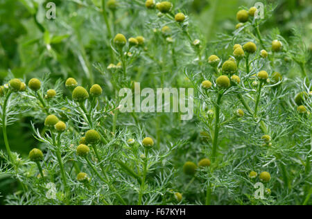 Fioritura di alghe ananas, Matricaria discoidea, seminativi annuali weed inm la massa dei rifiuti, Berkshire, Agosto Foto Stock