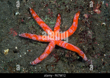 Sei armati Luzon Starfish, Echinaster luzonicus, Parco Nazionale di Komodo, Indonesia Foto Stock
