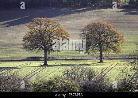 Newlands Corner, Surrey, Inghilterra, Regno Unito. Il 13 novembre 2015. Bellissimi colori autunnali, su un blustery giornata di sole e di docce in Surrey Hills vicino a Dorking. Credito: Julia Gavin UK/Alamy Live News Foto Stock