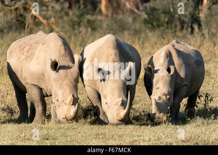 Tre rinoceronti bianchi (Ceratotherium simum) alimentazione, Lake Nakuru National Park, Kenya Foto Stock