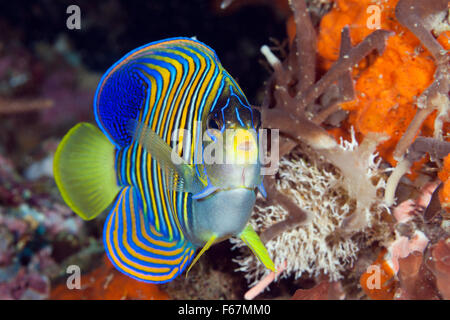 Royal Angelfish, Pygoplites diacanthus, Parco Nazionale di Komodo, Indonesia Foto Stock