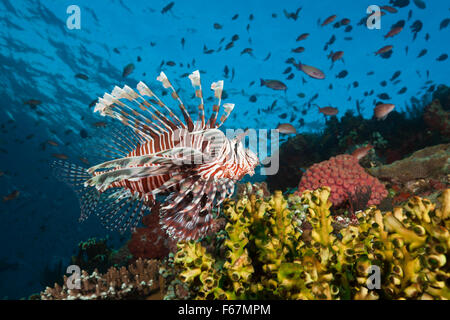 Leone in Coral Reef, pterois volitans, Parco Nazionale di Komodo, Indonesia Foto Stock
