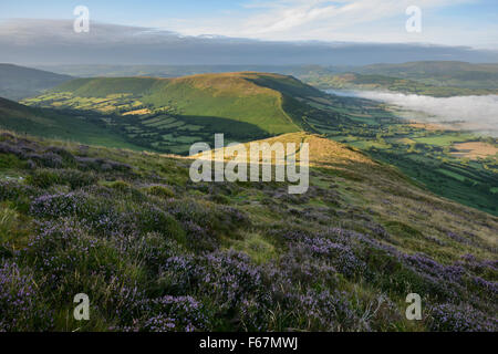 Fioritura heather su Mynydd Troed con una vista verso Mynydd Llangorse in Brecon Beacons, Galles. Foto Stock