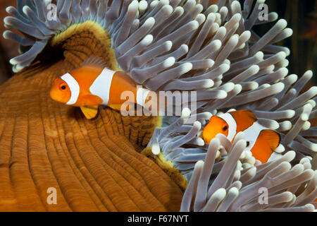 Clown Anemonefishes, Amphiprion ocellaris, Bali, Indonesia Foto Stock