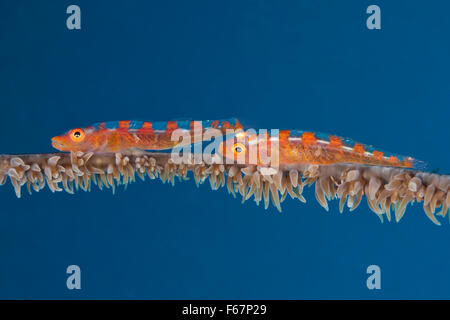 Coppia di corallo a frusta ghiozzo, Bryaninops youngei, Bali, Indonesia Foto Stock