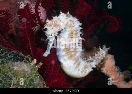 Cavalluccio Marino spinosa, Hippocampus histrix, Bali, Indonesia Foto Stock