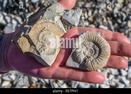 Ammonita combustibili in rock tenuto in mano, Foto Stock