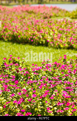 Fiore in giardino Foto Stock