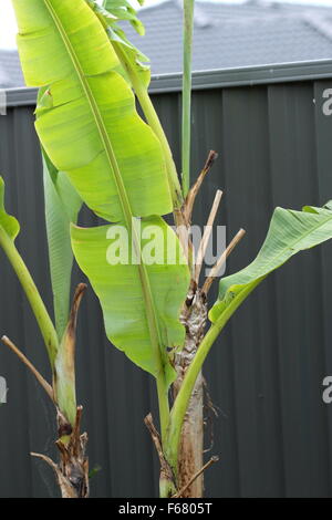Banana alberi che crescono nel cortile posteriore contro il legame di colore recinzione Foto Stock