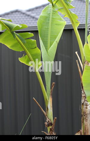 Banana alberi che crescono nel cortile posteriore contro la recinzione colorbond Foto Stock