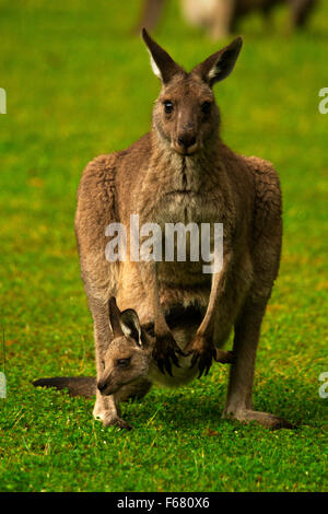 Femmina adulta canguro con giovani joey nella sacca si erge nel prato in Halls Gap, Australia, vicino al Parco Nazionale di Grampians. Foto Stock