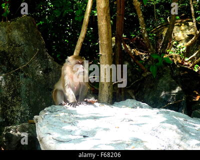 Macaco Rhesus monkey seduta su una roccia sulla Spiaggia delle Scimmie a Monkey Bay, Phuket a Phi Phi island tour, sul mare delle Andamane, Thailandia Foto Stock