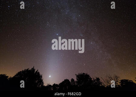 Venere, luce zodiacale e la Via Lattea e Andromeda galassie brilla sopra gli alberi di ginepro sulle colline Canelo, Coronado Nazione Foto Stock