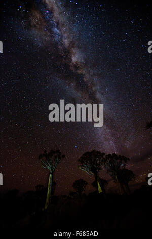 Via Lattea sky a Quiver Tree Forest National Monument, Namibia, Africa Foto Stock