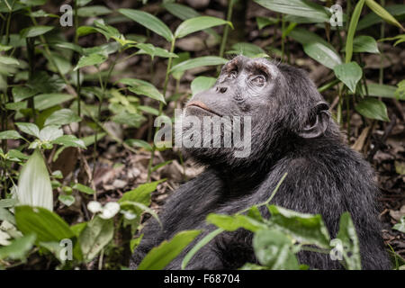 Un Uganda cuciture di scimpanzé per sorridere e guarda al cielo nella giungla. Foto Stock