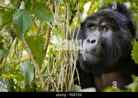 Un gorilla di montagna si nasconde dietro nella giungla in Uganda Africa. Foto Stock