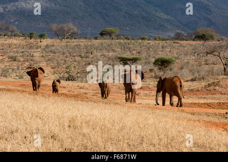 Un branco di elefanti rosso da Tsavo Est in Kenya sono a piedi nella steppa africana. Foto Stock