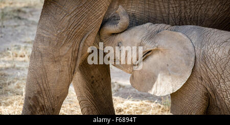 Un Baby Elephant è da bere il suo latte delle madri in Kenya Africa. Foto Stock